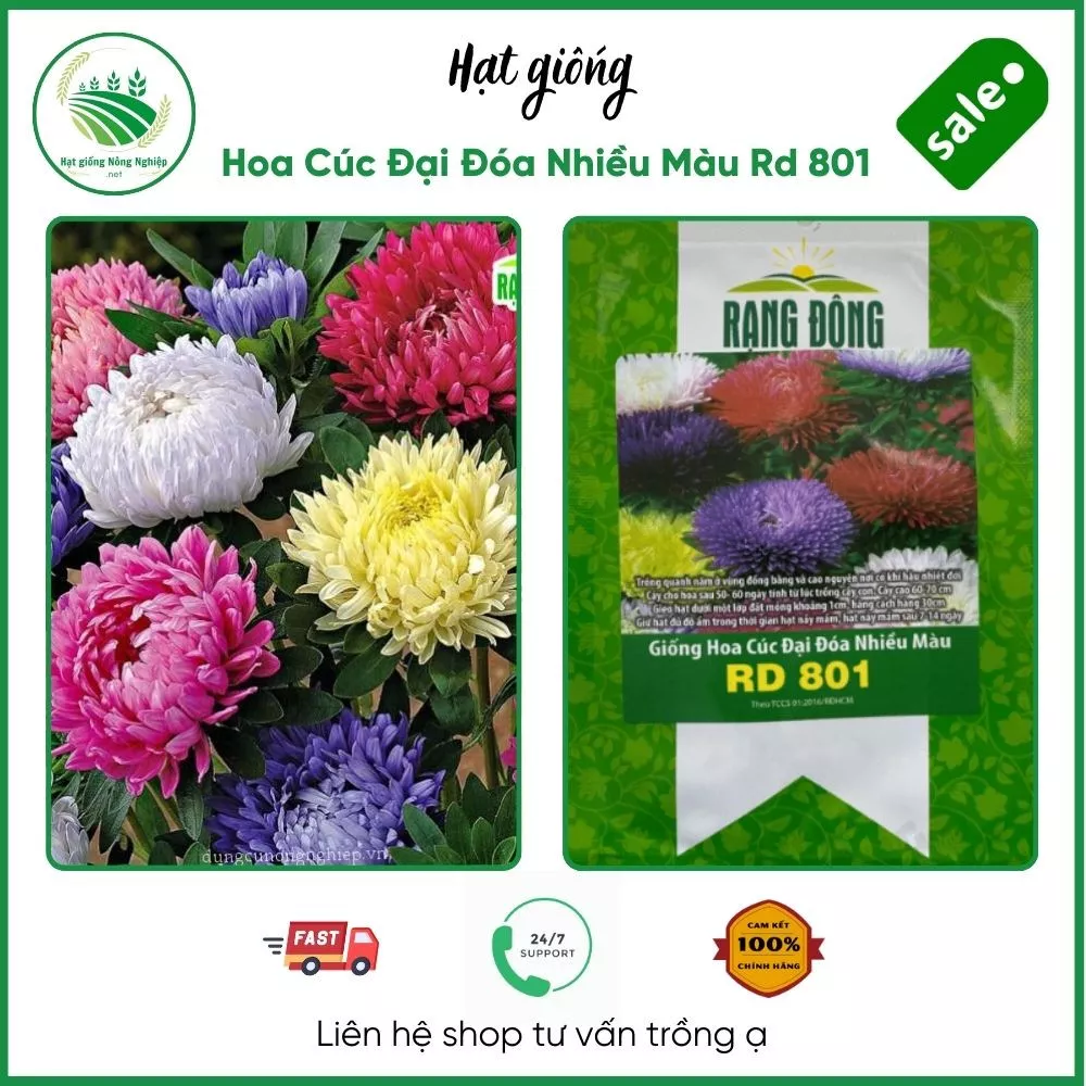 Hạt giống Hoa Cúc Đại Đóa Nhiều Màu Rd 801