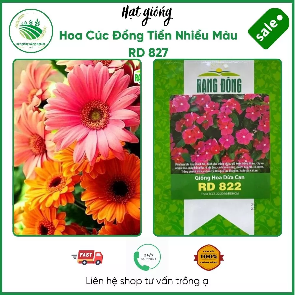 Hạt giống Hoa Cúc Đồng Tiền Nhiều Màu RD 827