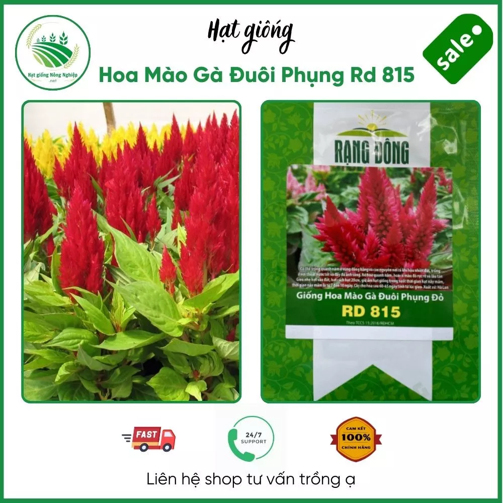 Hạt giống Hoa Mào Gà Đuôi Phụng Rd 815