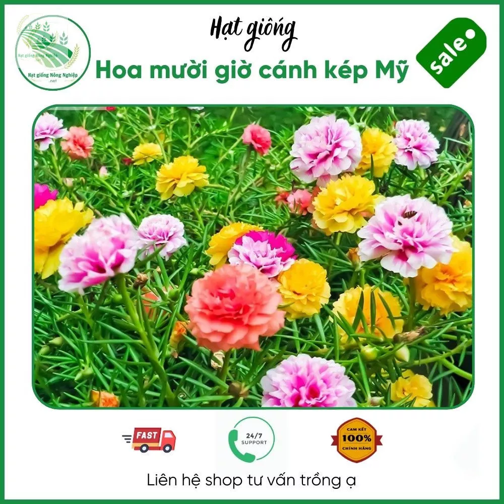 Hạt giống hoa mười giờ