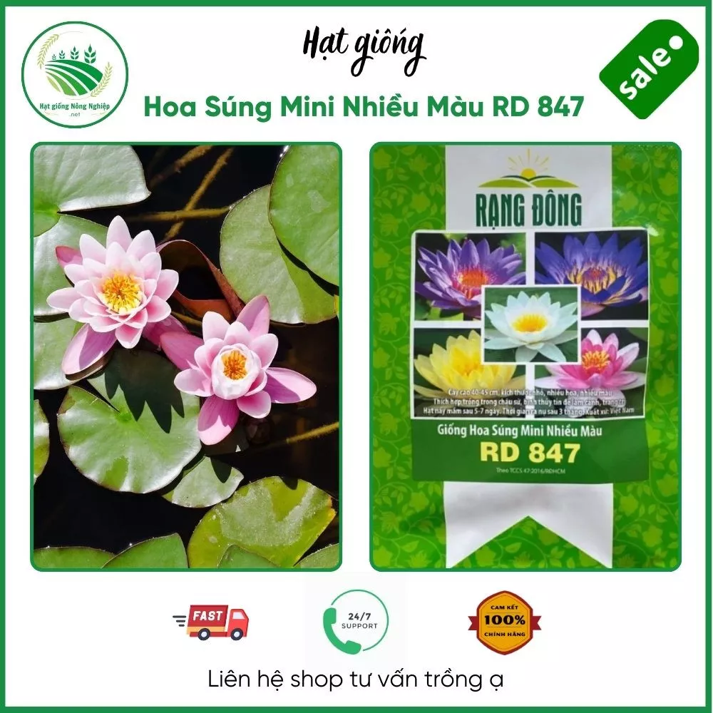 Hạt giống Hoa Súng Mini Nhiều Màu RD 847