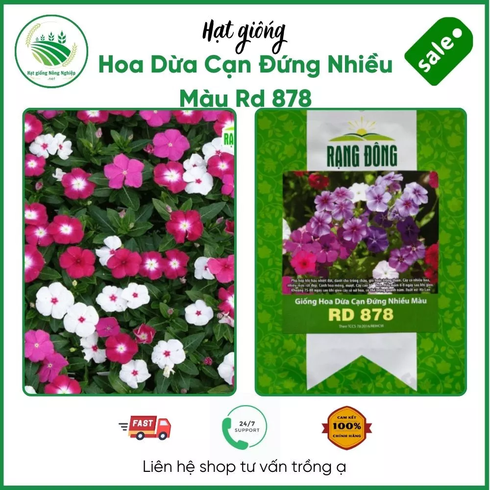 Hoa dừa cạn đứng nhiều màu RD 878