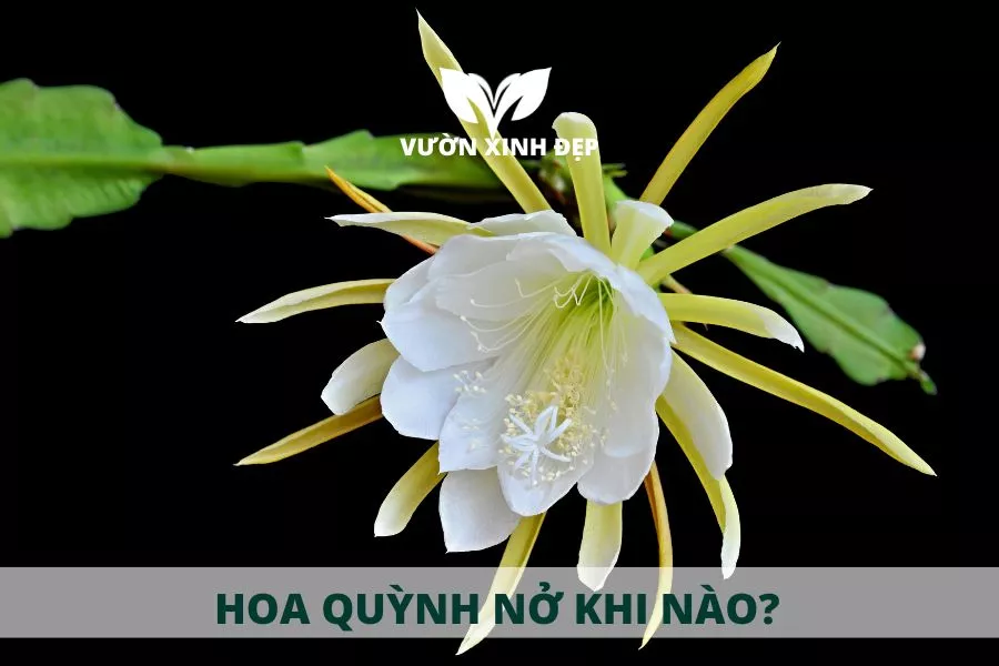 hoa quỳnh nở hoa ban đêm