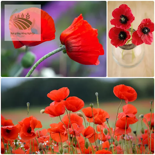 Poppy – Biểu tượng tình yêu và sáng tạo