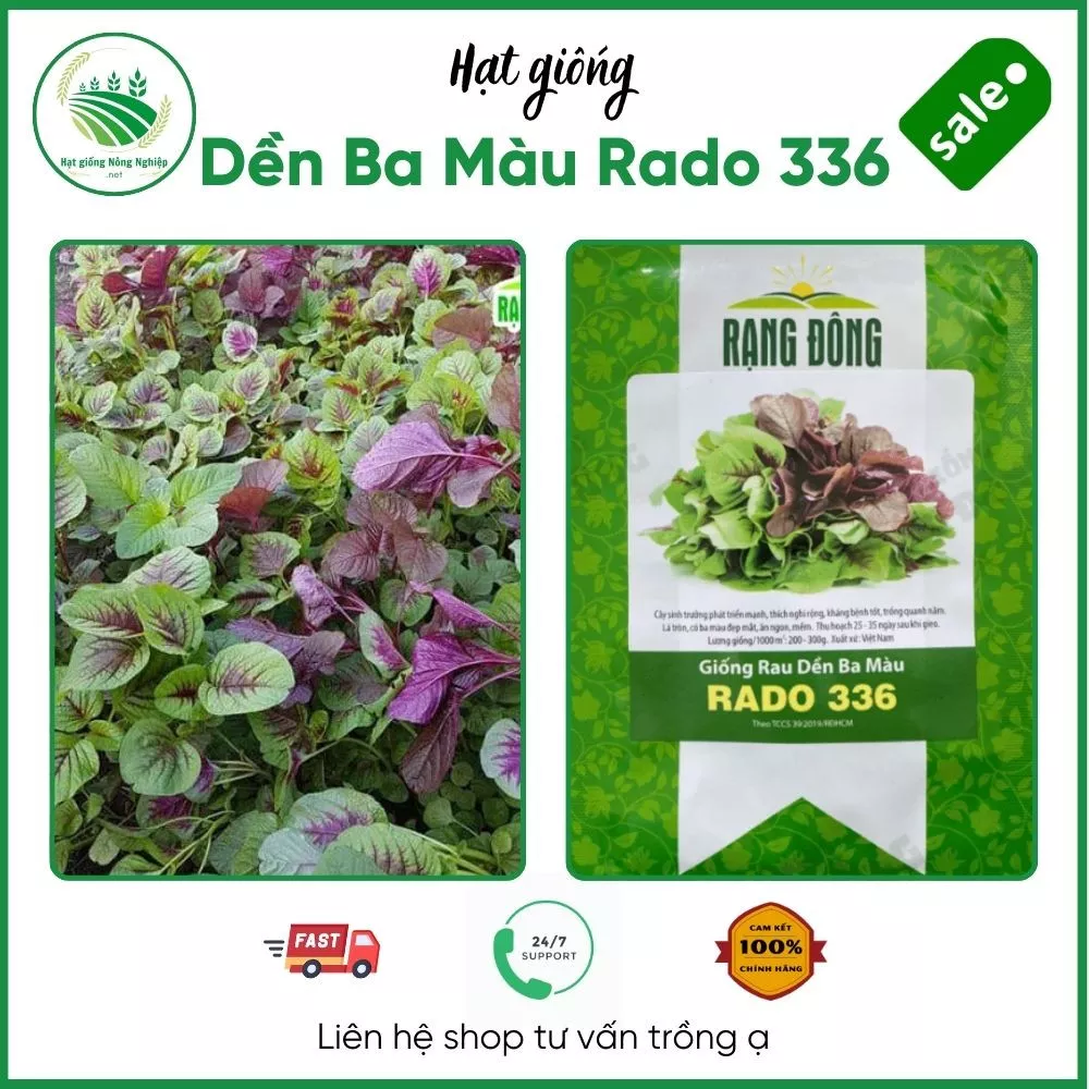 Rau dền Ba màu Rado