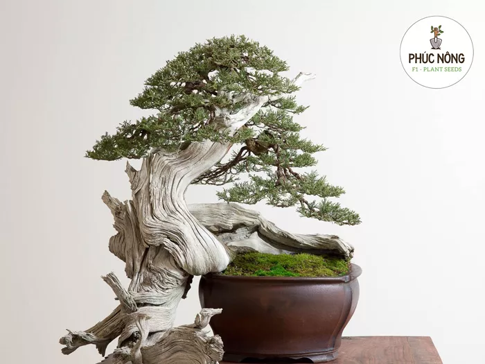 Hạt cây cảnh bonsai