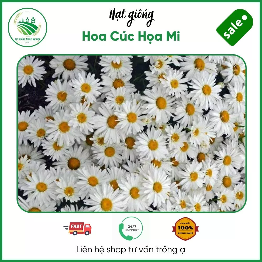 Hạt giống cúc họa mi