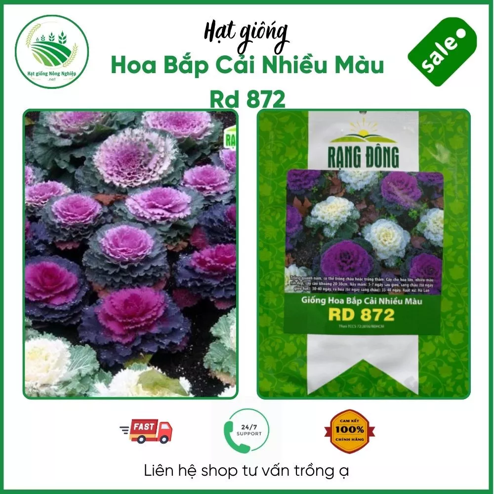 Hoa bắp cải nhiều màu Rd 872