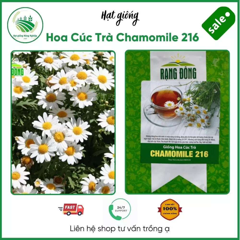 Hoa cúc trà chamomile