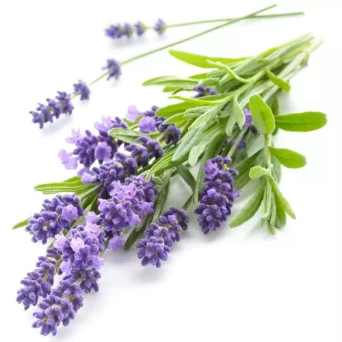 Cánh đồng hoa Lavender