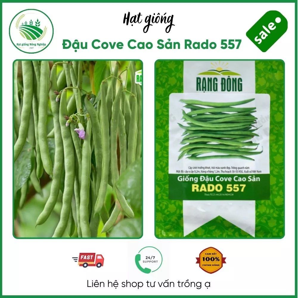 hạt giống đậu cove cao sản rado 557