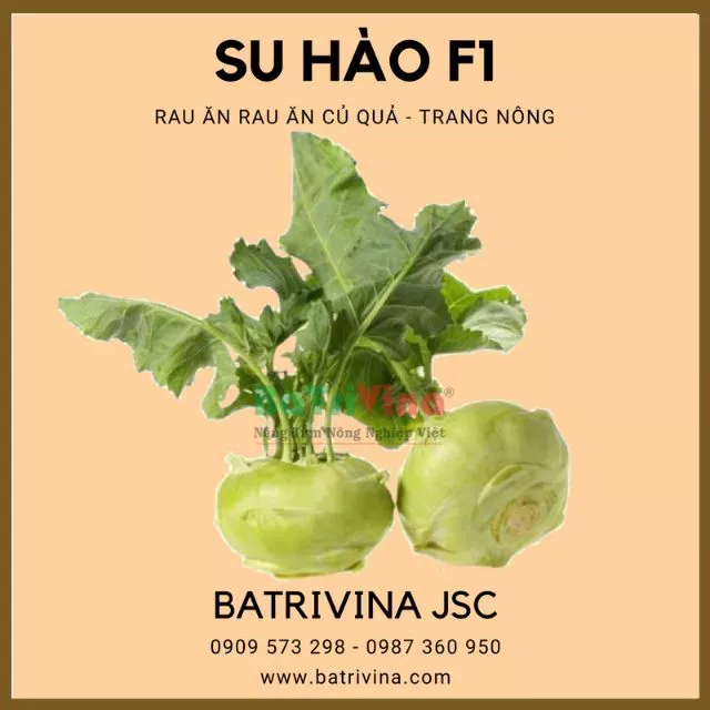 Hạt giống su hào xanh Nhật