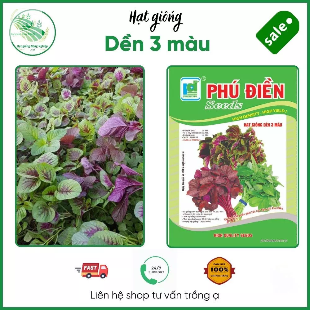 Rau dền 3 màu tươi tốt