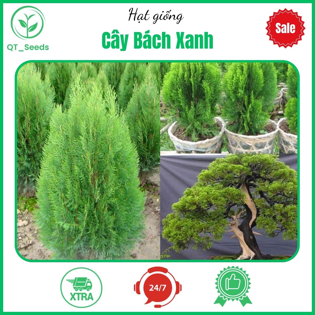 Hạt giống cây bách xanh