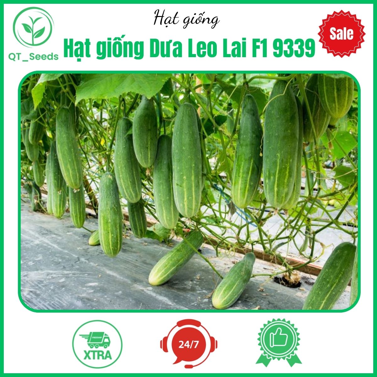 Hạt giống Dưa Leo Lai F1 9339