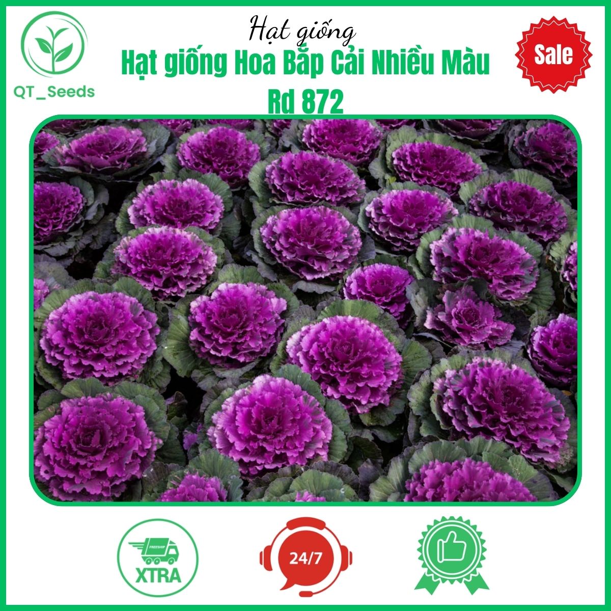 Hạt giống Hoa Bắp Cải Nhiều Màu Rd 872