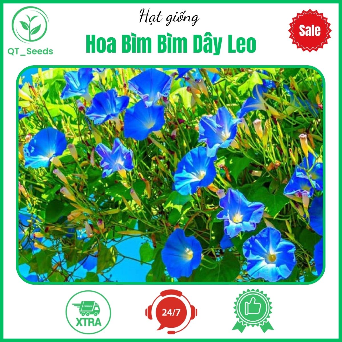 Hạt giống hoa bìm bìm dây leo