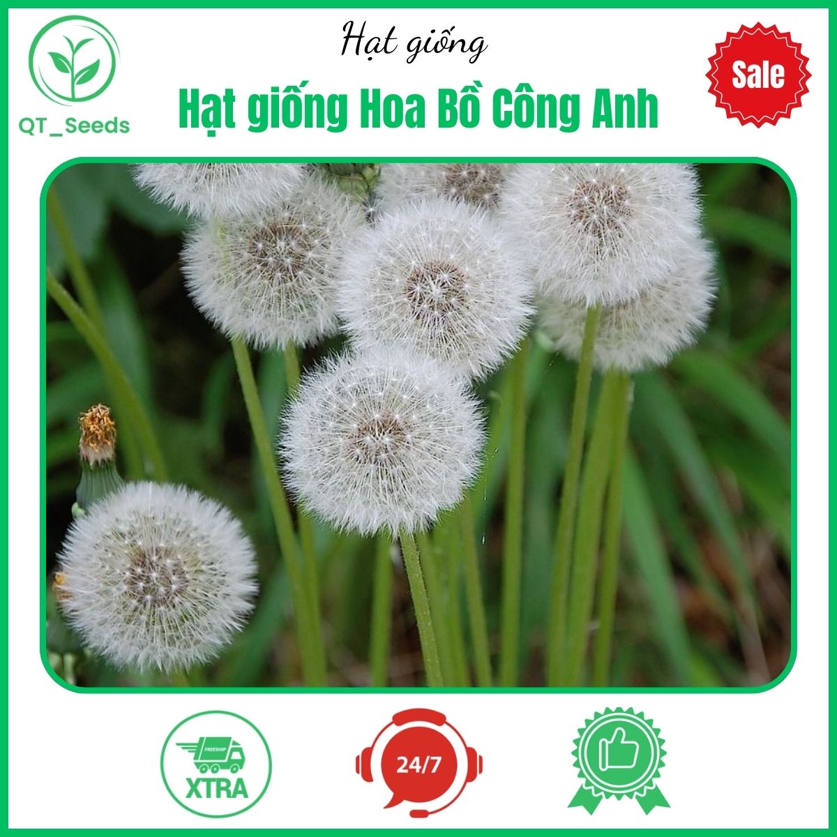 Hạt giống Hoa Bồ Công Anh