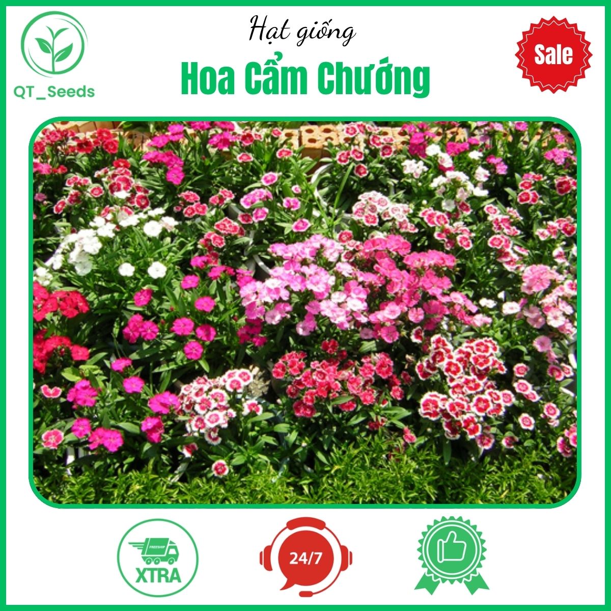 Hạt Giống Hoa Cẩm Chướng