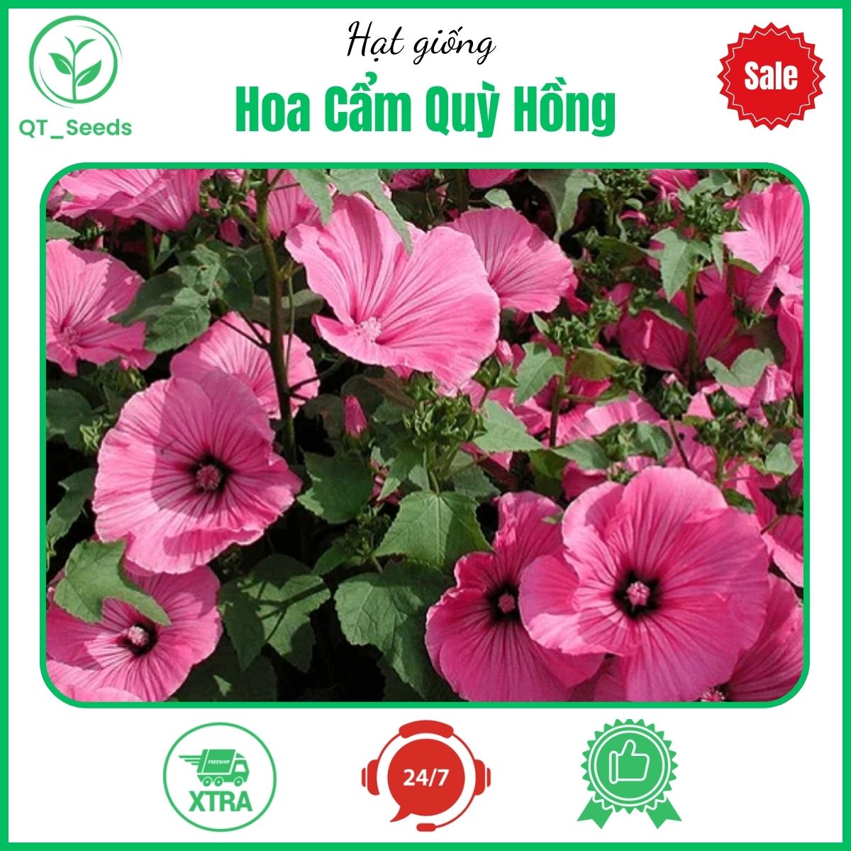 Hạt giống hoa cẩm quỳ hồng