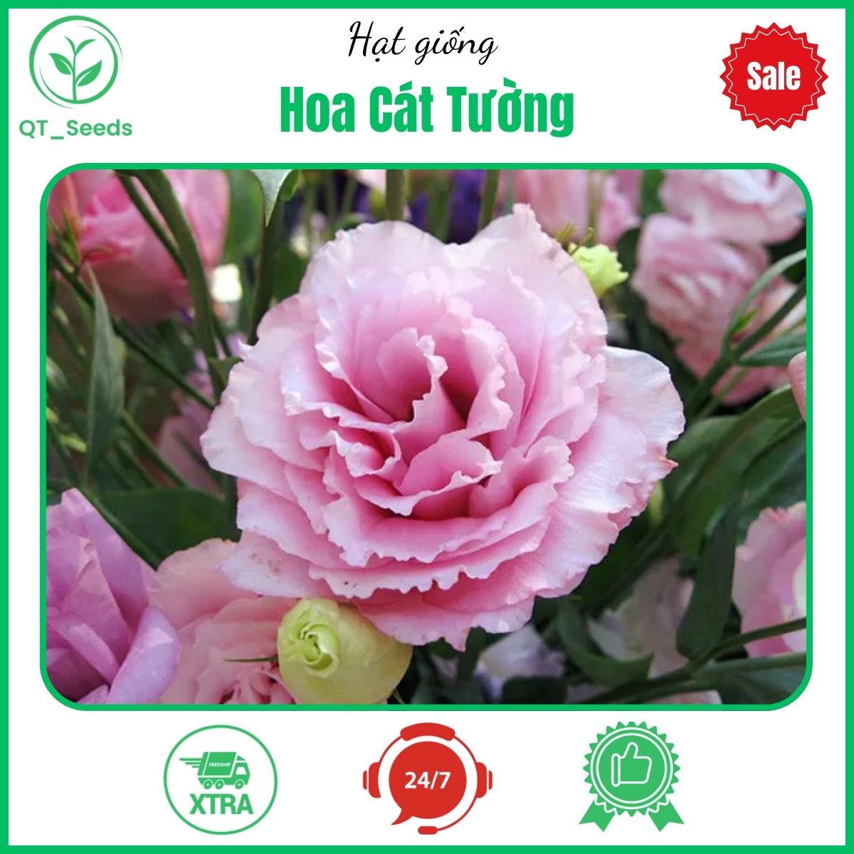 Hạt giống hoa cát tường