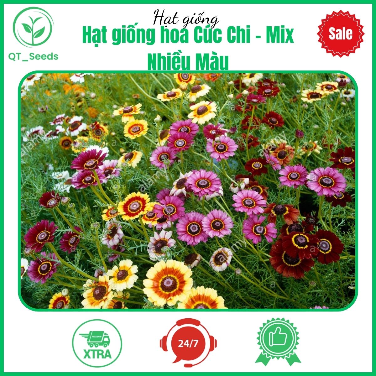 Hạt giống hoa Cúc Chi - Mix Nhiều Màu