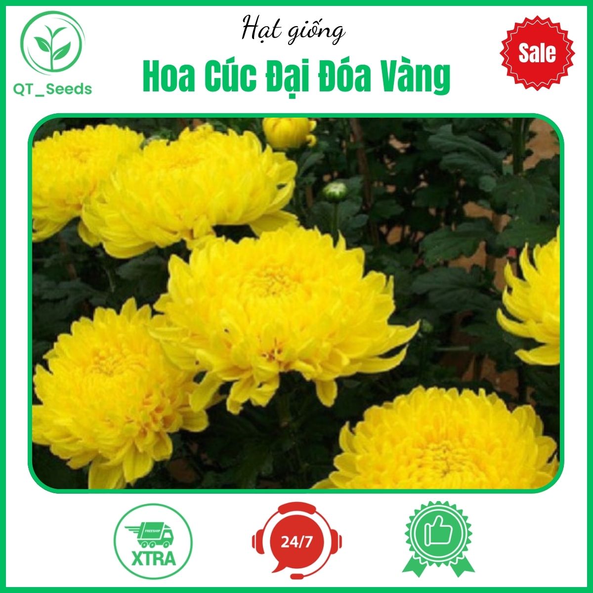 Hạt Giống Hoa Cúc Đại Đóa Vàng