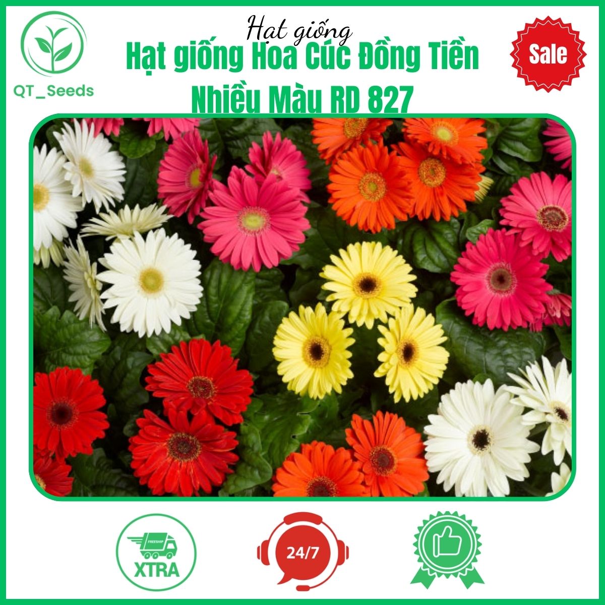 Hạt giống Hoa Cúc Đồng Tiền Nhiều Màu RD 827