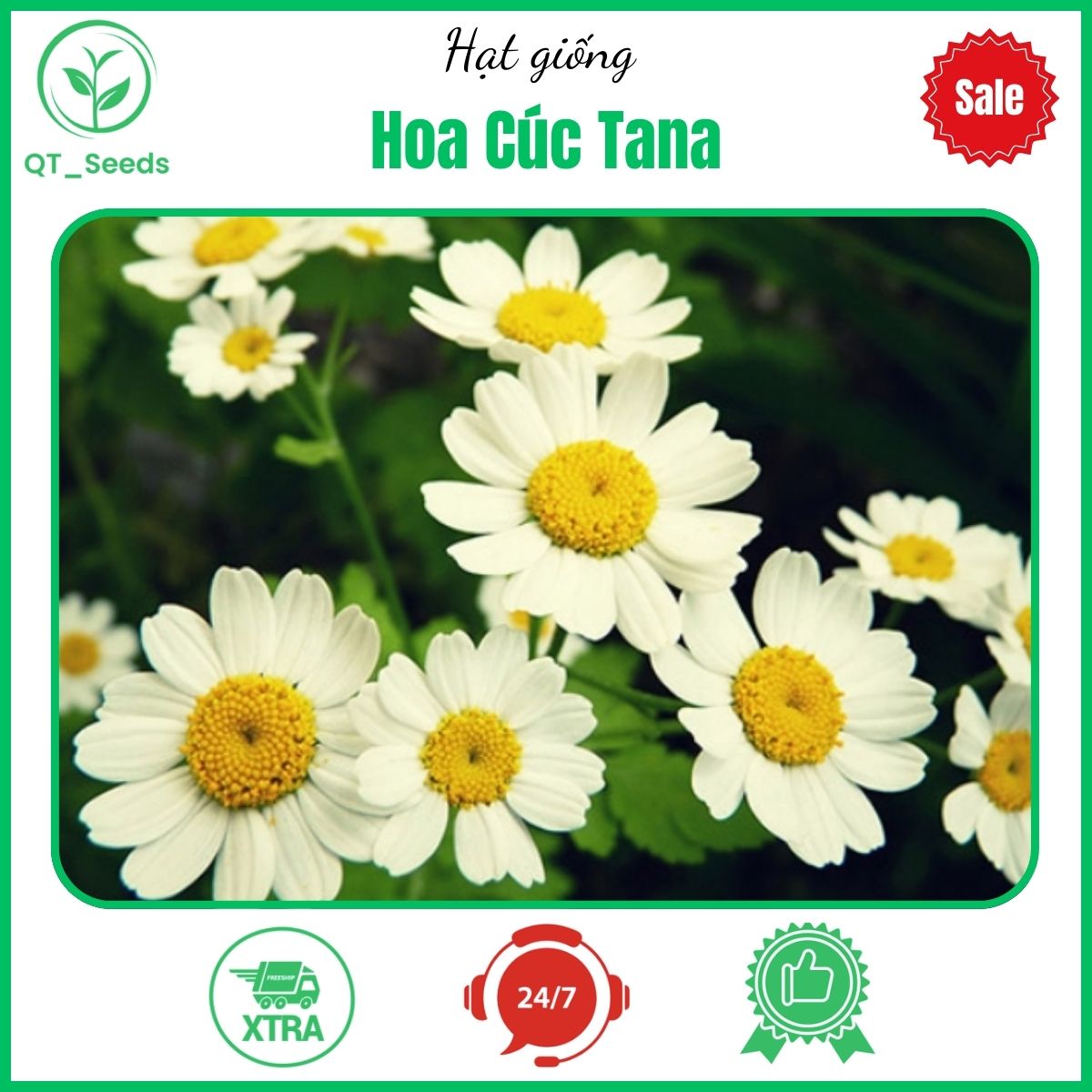 Hạt giống cúc tama