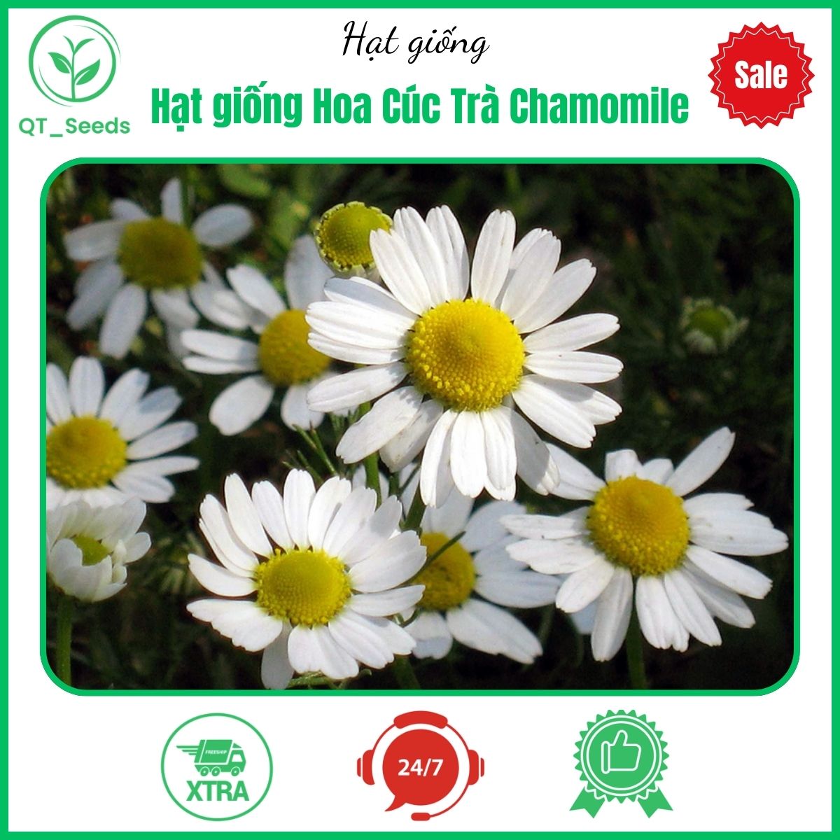 hạt giống hoa cúc trà chamomile