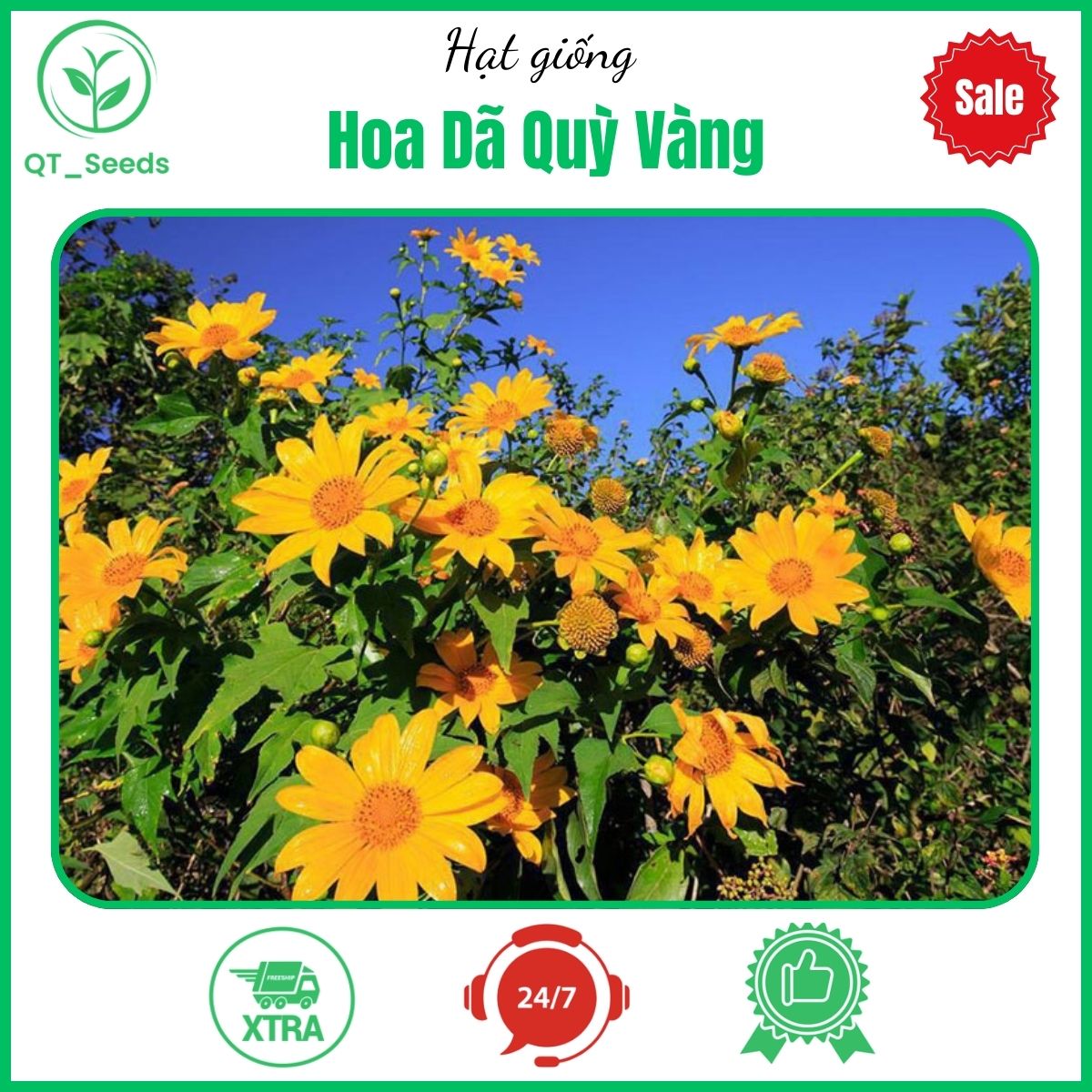 Hạt giống hoa dã quỳ vàng