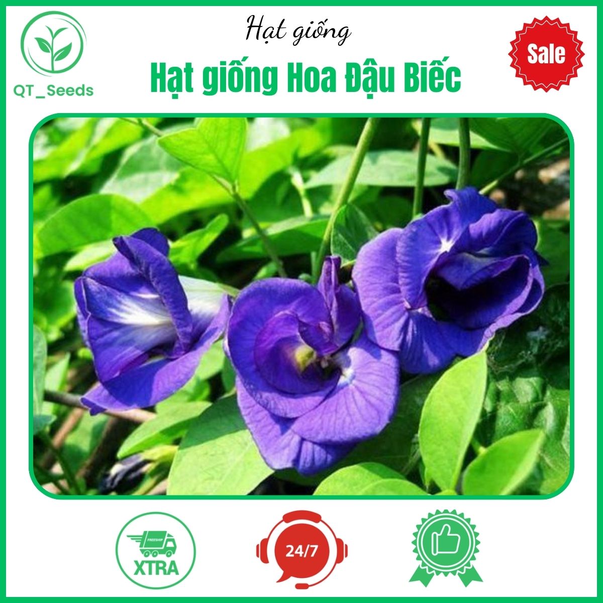 Hạt giống Hoa Đậu Biếc