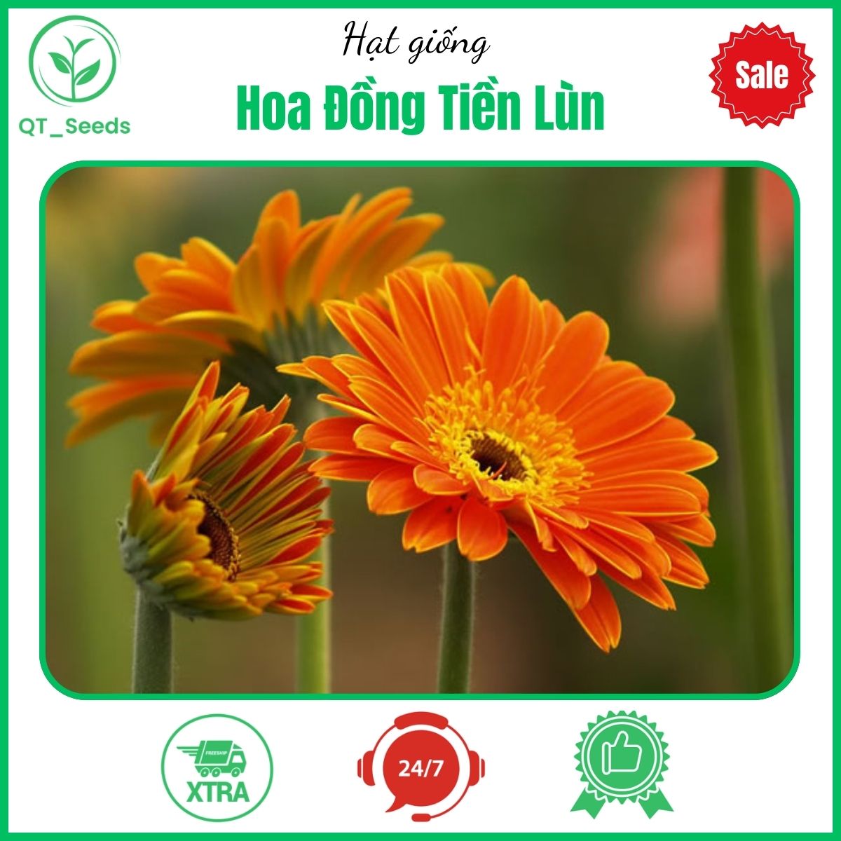 Hạt giống hoa đồng tiền lùn