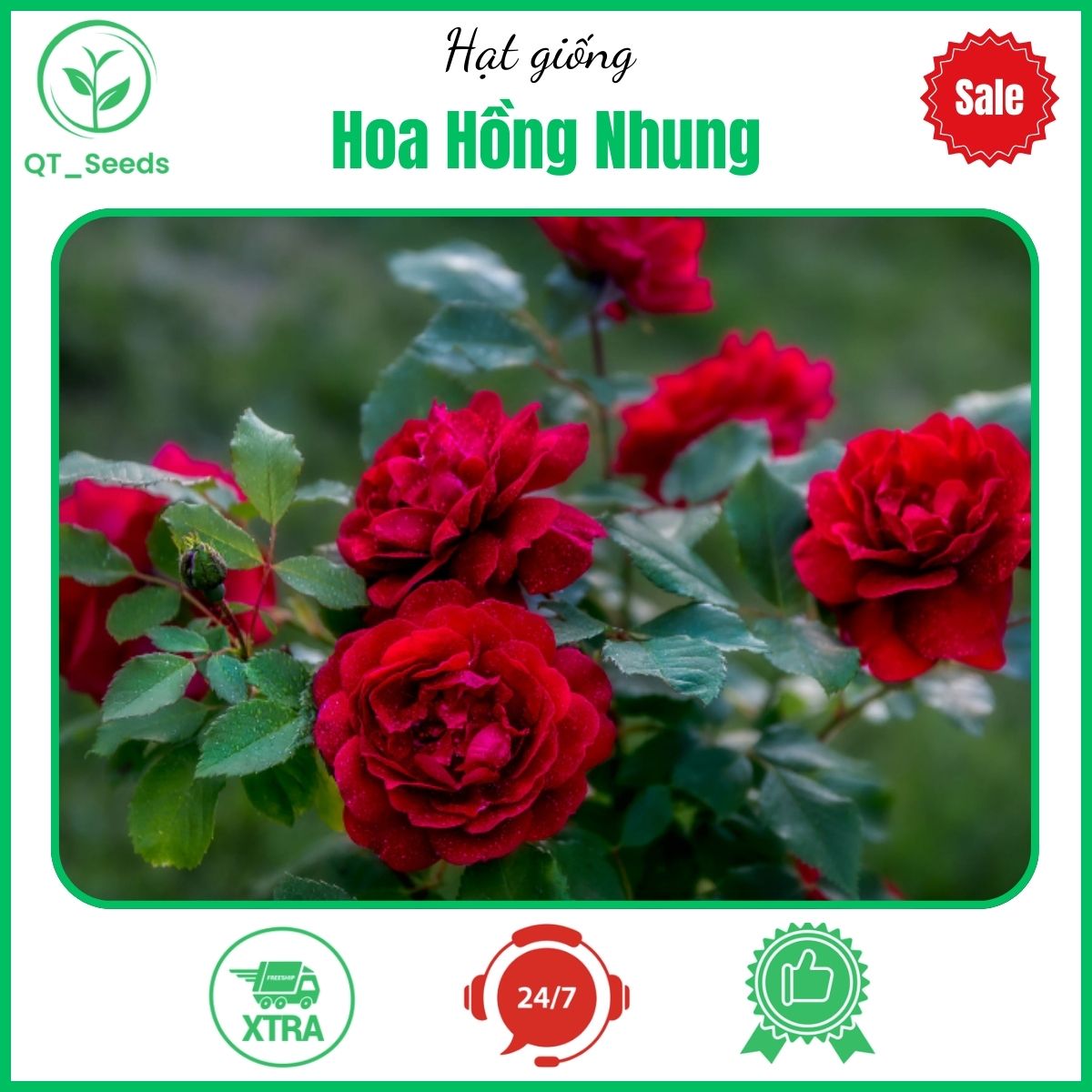 hạt giống hoa hồng nhung