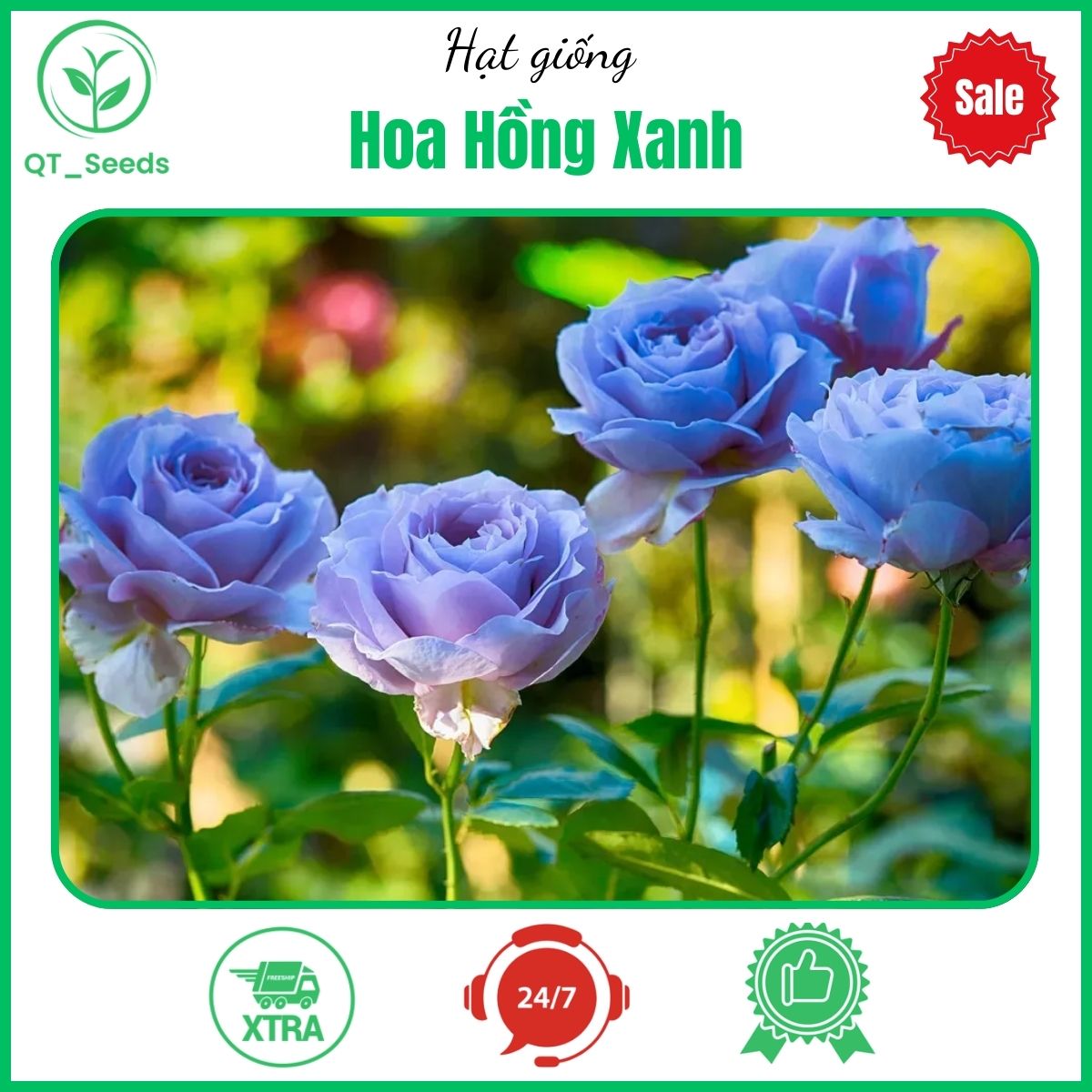 Hạt giống hoa hồng xanh