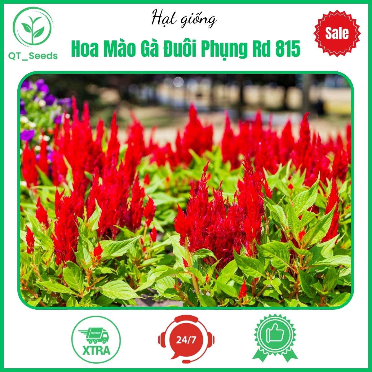 Hạt giống hoa mào gà đuôi phụng rd 815