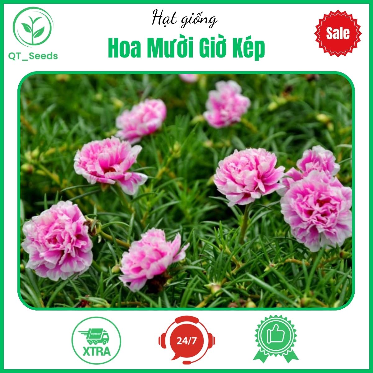 Hạt giống hoa mười giờ cánh kép