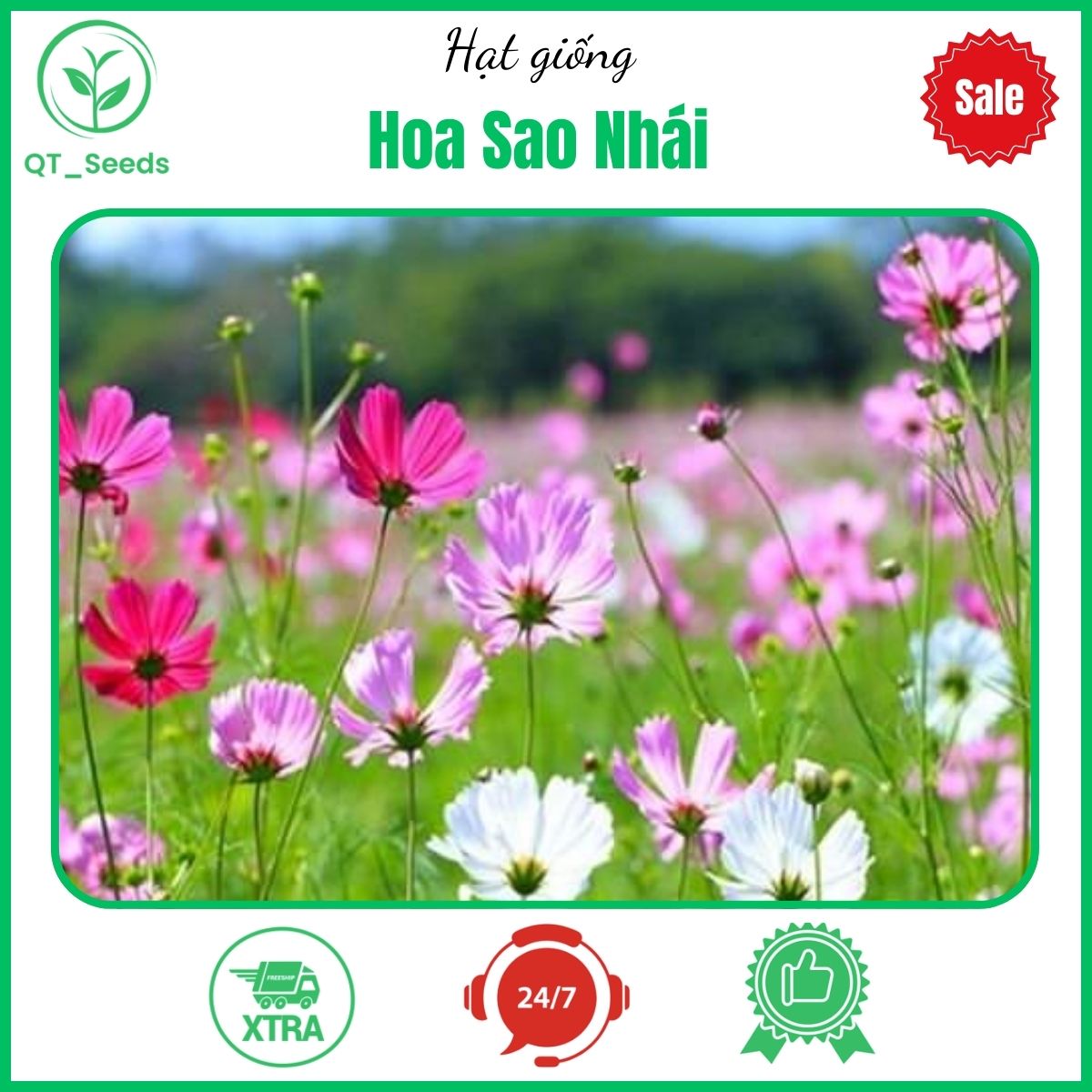 Hạt giống hoa sao nhái