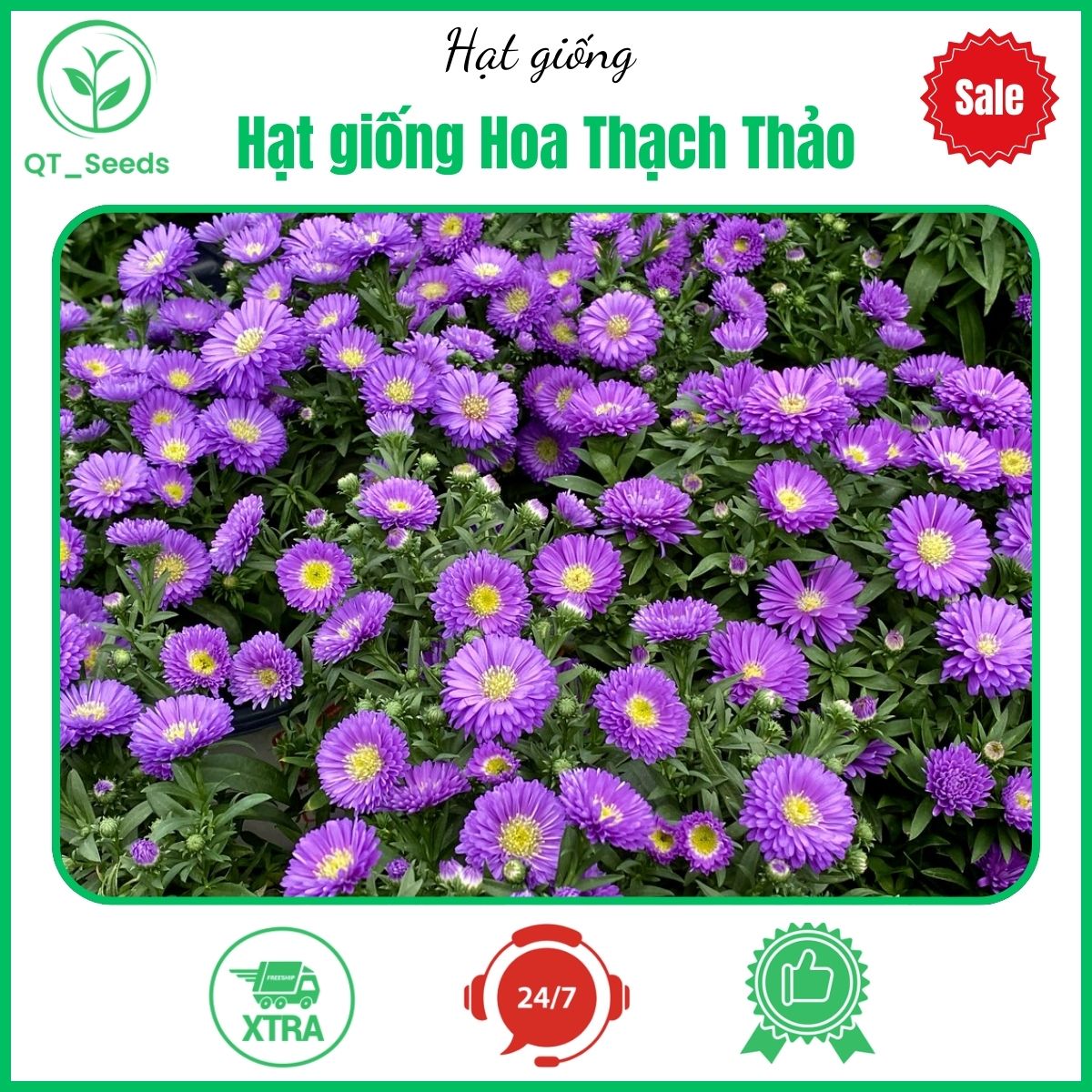 Hạt giống Hoa Thạch Thảo