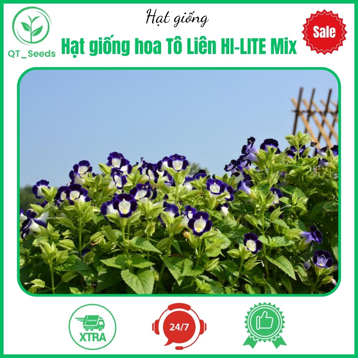 Hạt giống hoa Tô Liên HI-LITE Mix