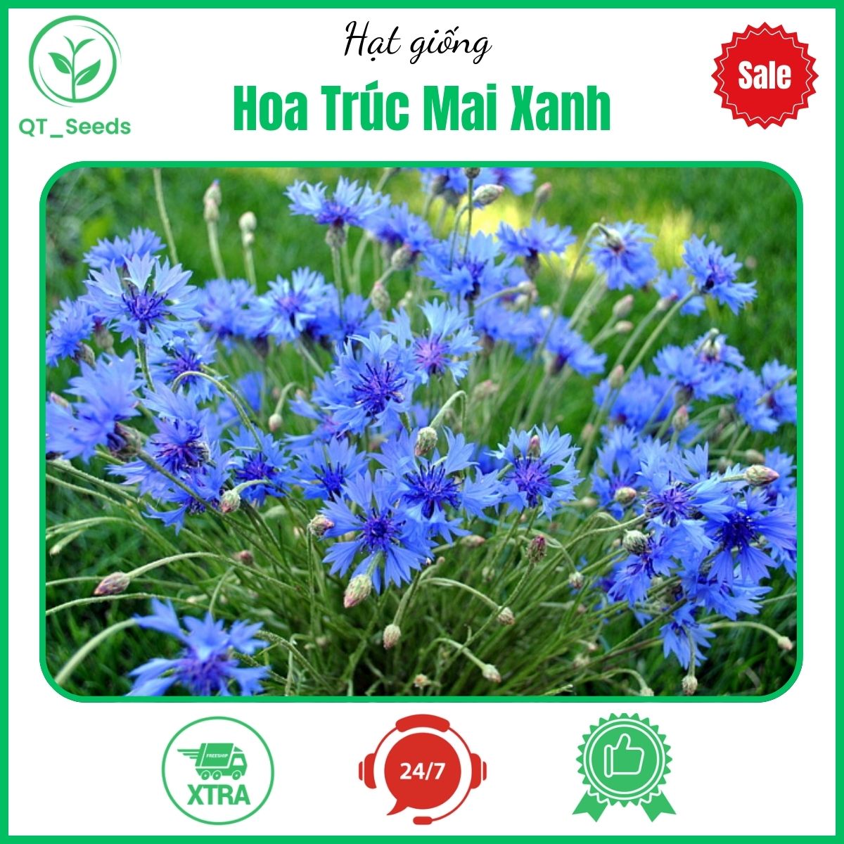 Hạt giống hoa trúc mai xanh