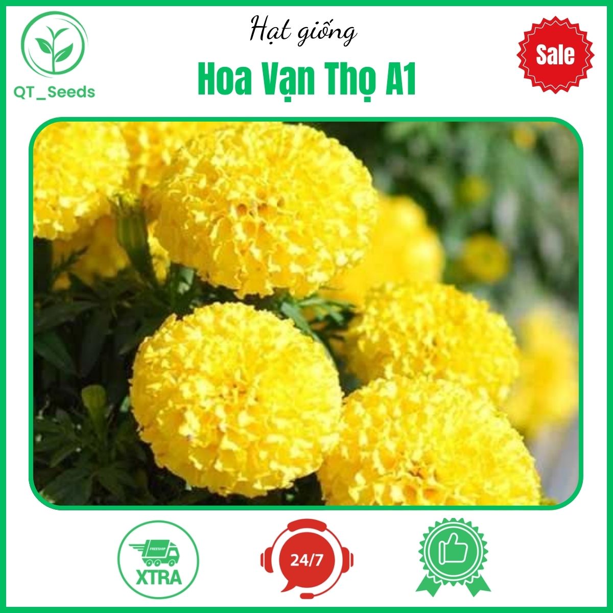 Hạt giống hoa vạn thọ a1