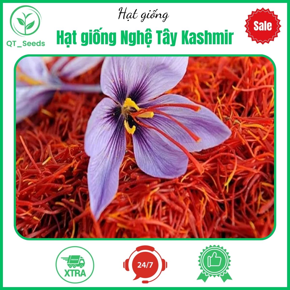 Hạt giống Nghệ Tây Kashmir